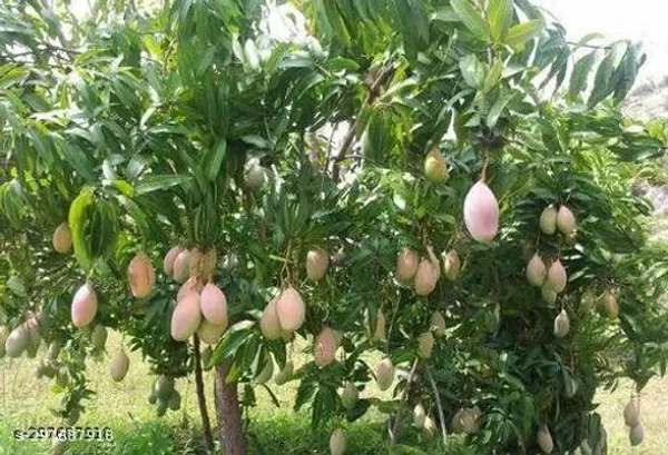 Red_Natural_Totapuri_Mango_Tree_Plant