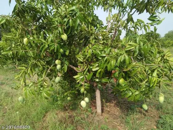 Sindoora_Mango_Fruit_Tree_Plant