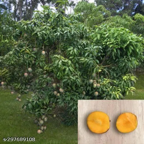 Little_Gem_Mango_Fruit_Tree_Plant