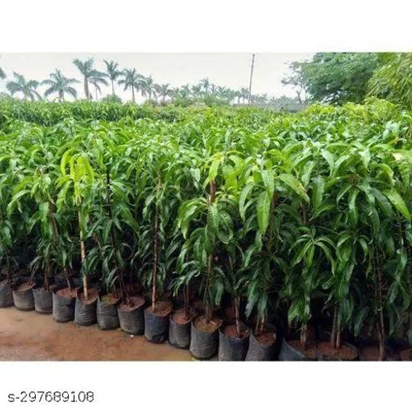 Little_Gem_Mango_Fruit_Tree_Plant