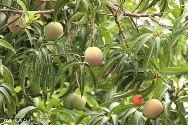 Lota_Mango_Tree_Plant