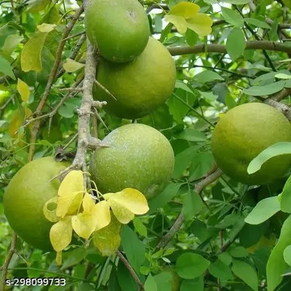 Bel_Fruit_Plant