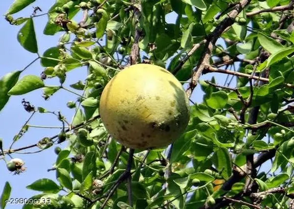 Bel_Fruit_Plant