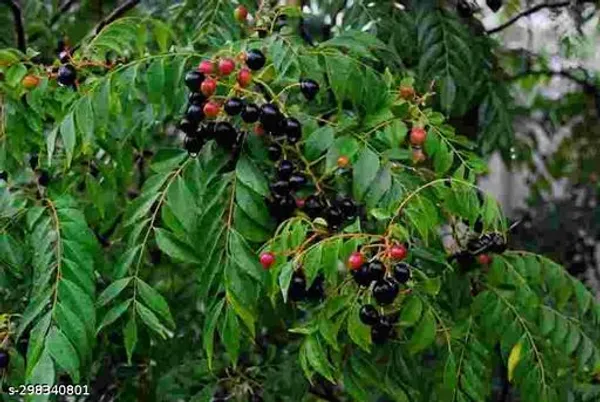 Best_Quality_Kari_Pata_Curry_Leaf_Live_Tree_Plant