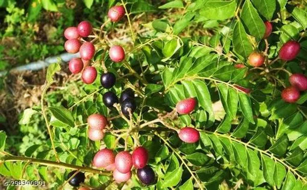 Best_Quality_Kari_Pata_Curry_Leaf_Live_Tree_Plant