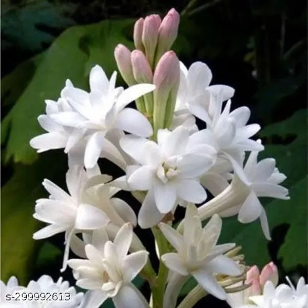 Best_Quality_Rajnigandha_Flower_Plant