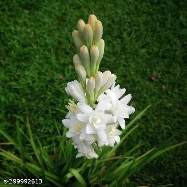 Best_Quality_Rajnigandha_Flower_Plant