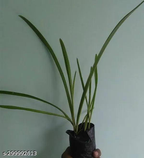 Best_Quality_Rajnigandha_Flower_Plant