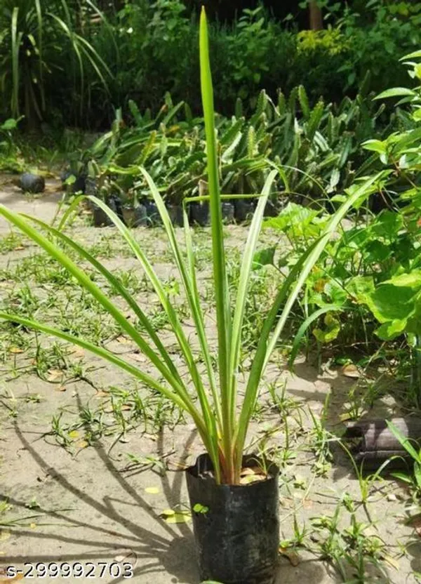 Rajnigandha_Flower_Plant