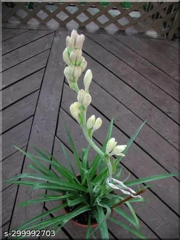 Rajnigandha_Flower_Plant
