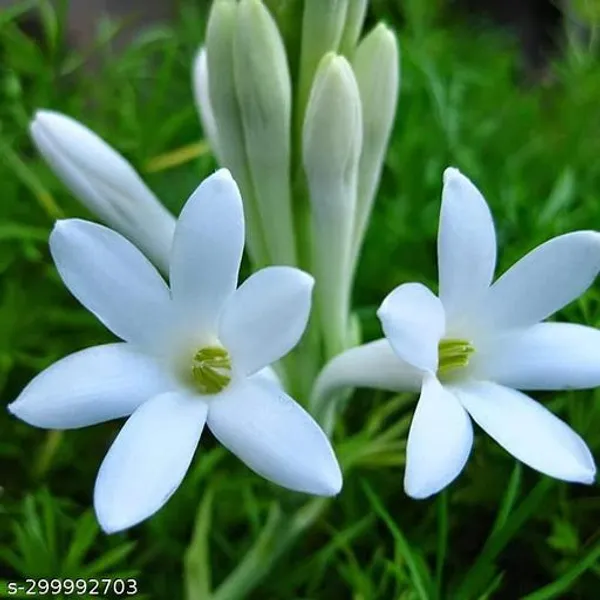 Rajnigandha_Flower_Plant