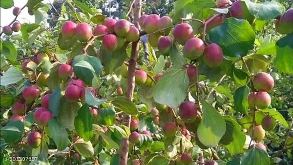 Kashmiri_Apple_Kul_Plant