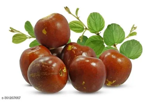Kashmiri_Apple_Kul_Plant