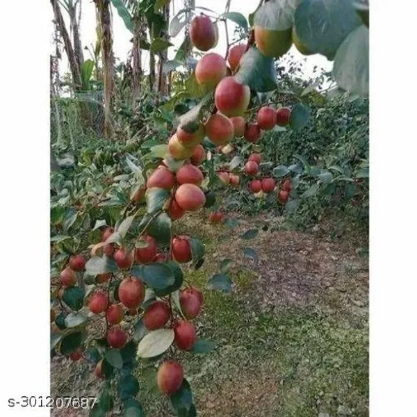 Kashmiri_Apple_Kul_Plant