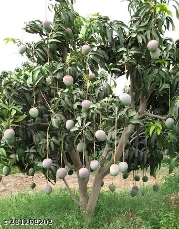 Thai_Mango_Tree_Plant