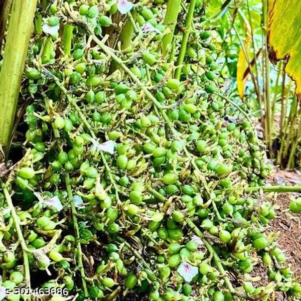Special_Category_Green_Elaichi_Cardamom_Plant