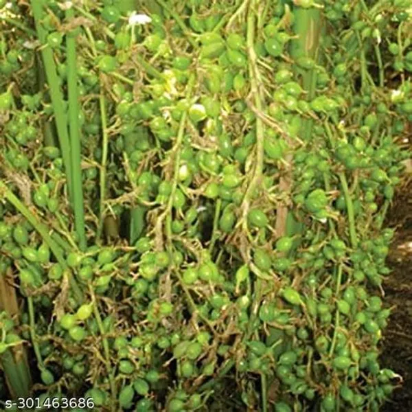 Special_Category_Green_Elaichi_Cardamom_Plant
