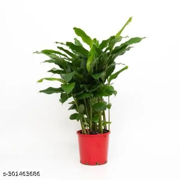 Special_Category_Green_Elaichi_Cardamom_Plant
