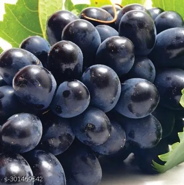 Best_Quality_Black_Grapes_Angoor_Fruit_Tree_Plant