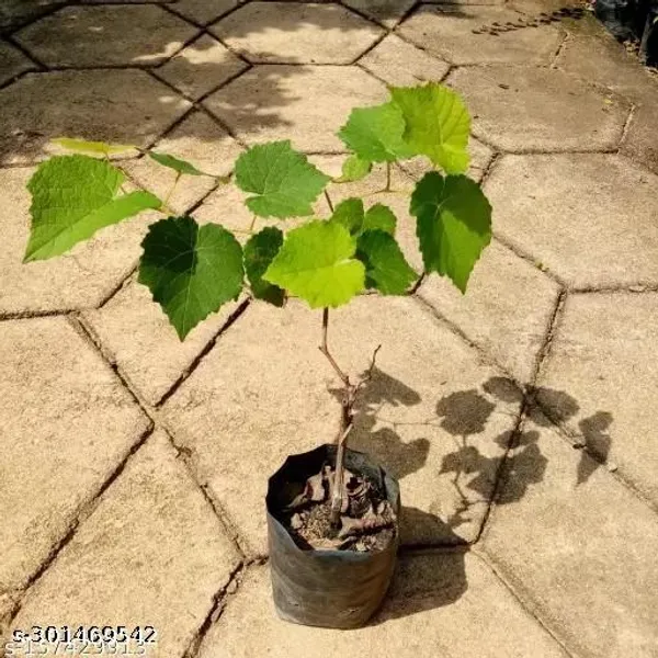 Best_Quality_Black_Grapes_Angoor_Fruit_Tree_Plant