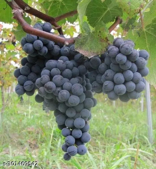 Best_Quality_Black_Grapes_Angoor_Fruit_Tree_Plant