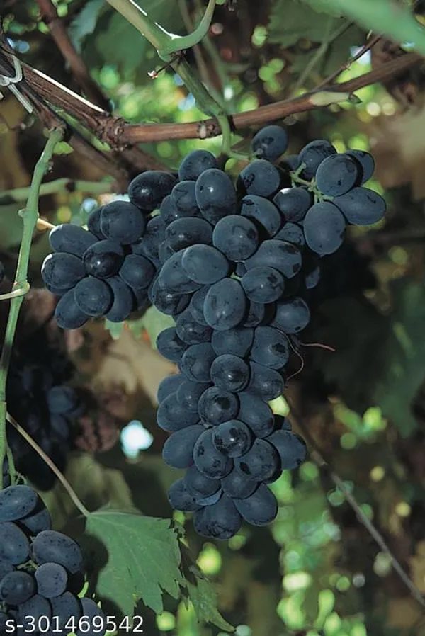 Best_Quality_Black_Grapes_Angoor_Fruit_Tree_Plant