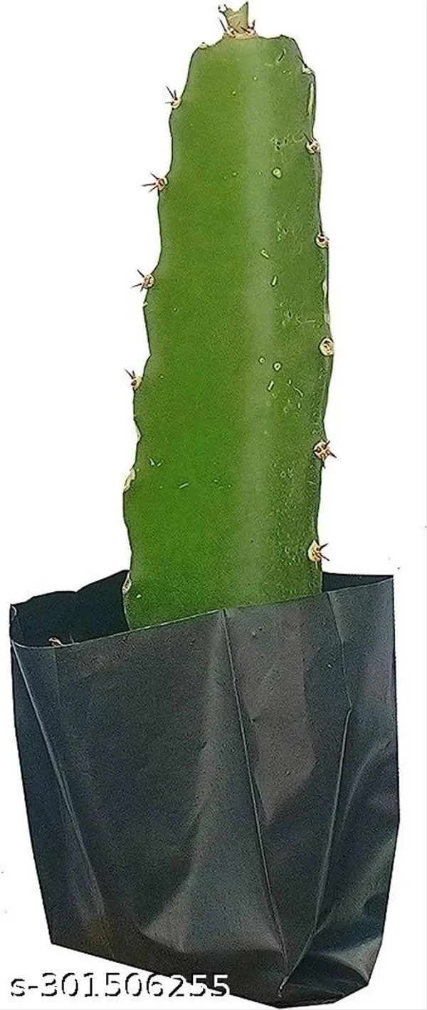 Dargon_Fruit_Tree_Plant_Pack_Of_3