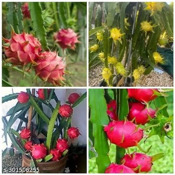 Dargon_Fruit_Tree_Plant_Pack_Of_3
