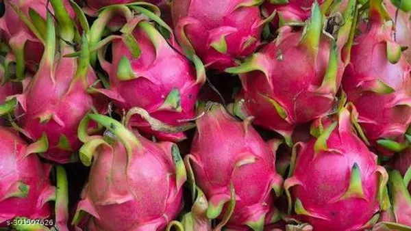 Dargon_Fruit_Tree_Plant_Pack_Of_3