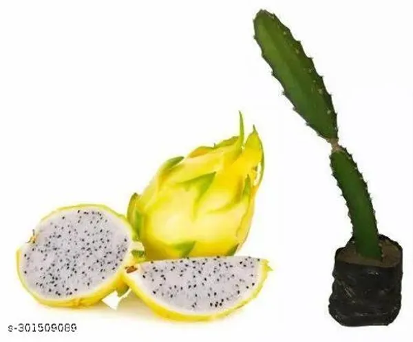 Yellow_Dargon_Fruit_Tree_Plant_Pack_Of_3