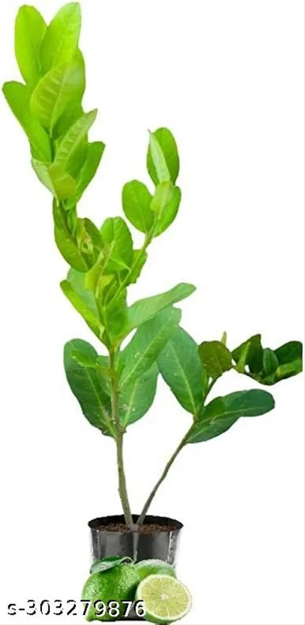 Kolkata_Pati_Lemon_Fruit_Tree_Plant