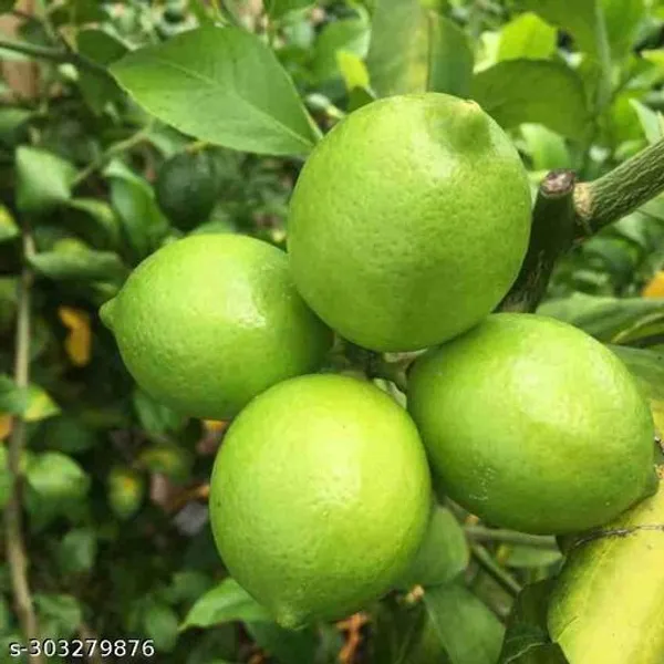 Kolkata_Pati_Lemon_Fruit_Tree_Plant