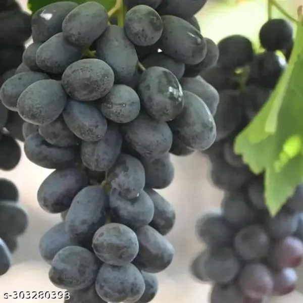 Black_Grapes_Angoor_Fruit_Tree_Plant
