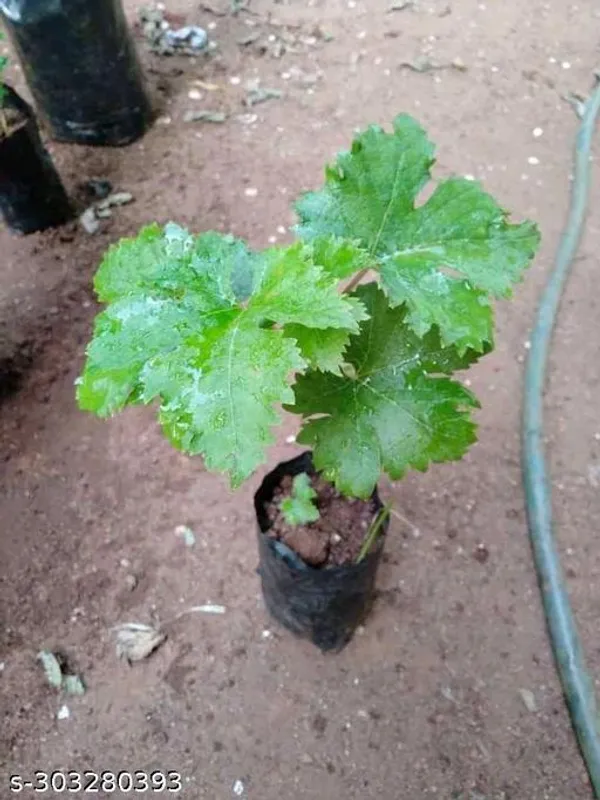 Black_Grapes_Angoor_Fruit_Tree_Plant