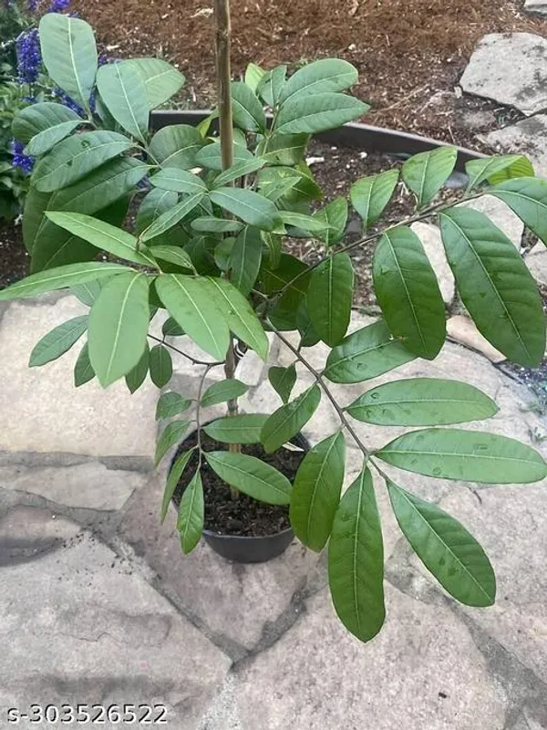 Longan_Fruit_Plant_Aish_Fruit_Plant