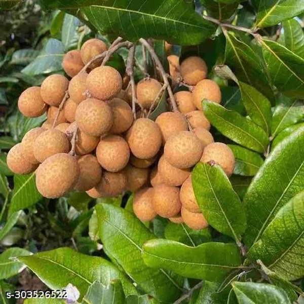 Longan_Fruit_Plant_Aish_Fruit_Plant
