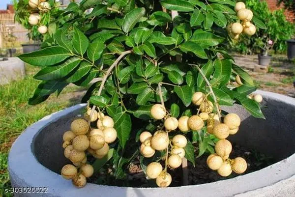 Longan_Fruit_Plant_Aish_Fruit_Plant
