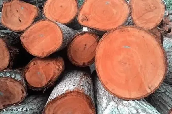 Best_Quality_Mahogany_Tree_Seed