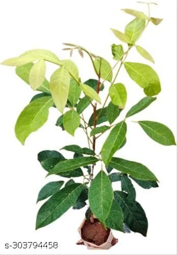 Best_Quality_Mahogany_Tree_Seed