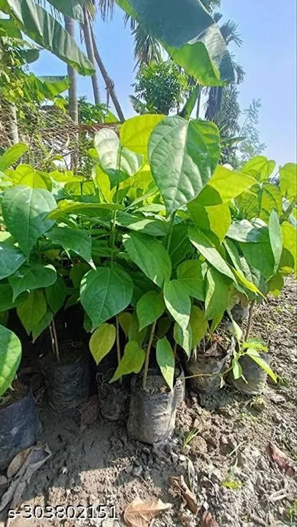 Best_Quality_Sal_Tree_Plant