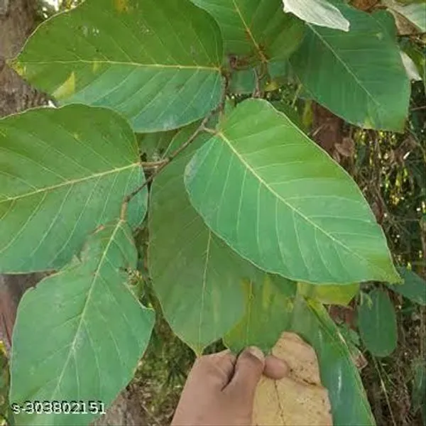 Best_Quality_Sal_Tree_Plant