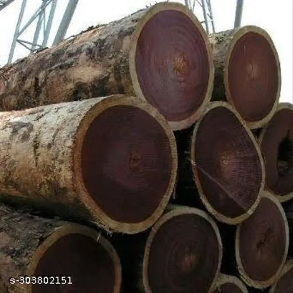 Best_Quality_Sal_Tree_Plant