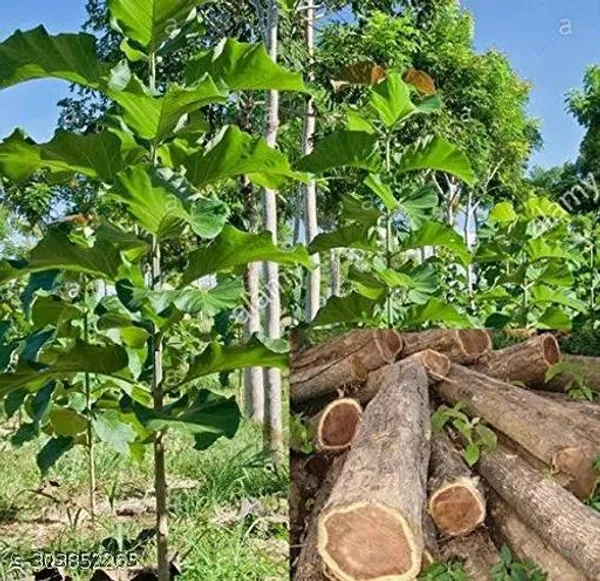 Best_Quality_Green_Teak_Tree_Plant