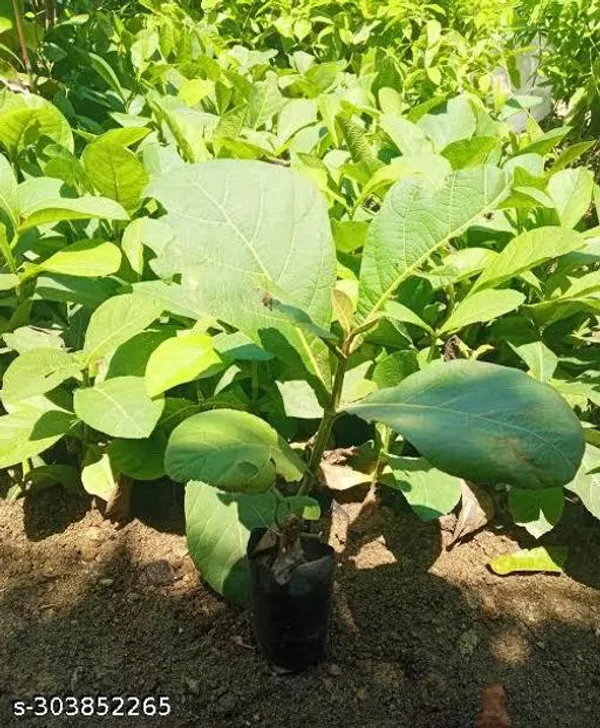 Best_Quality_Green_Teak_Tree_Plant