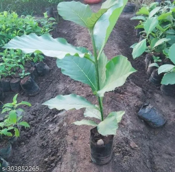 Best_Quality_Green_Teak_Tree_Plant