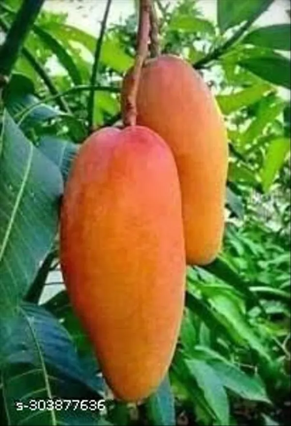 Red_Noorjahan_Mango_Tree_Plant