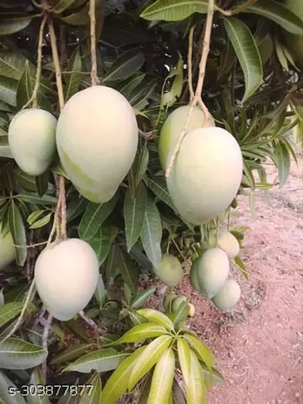 Lovely_Mango_Tree_Plant