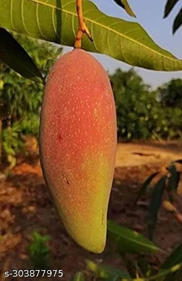 Red_Lvory_Mango_Tree_Plant_Grafted