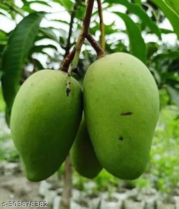 Noorjahan_Mango_Tree_Plant