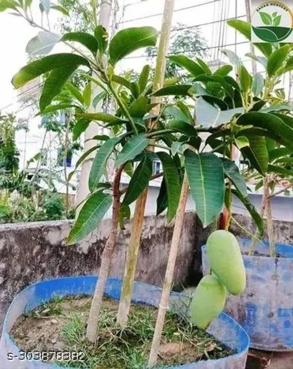 Noorjahan_Mango_Tree_Plant